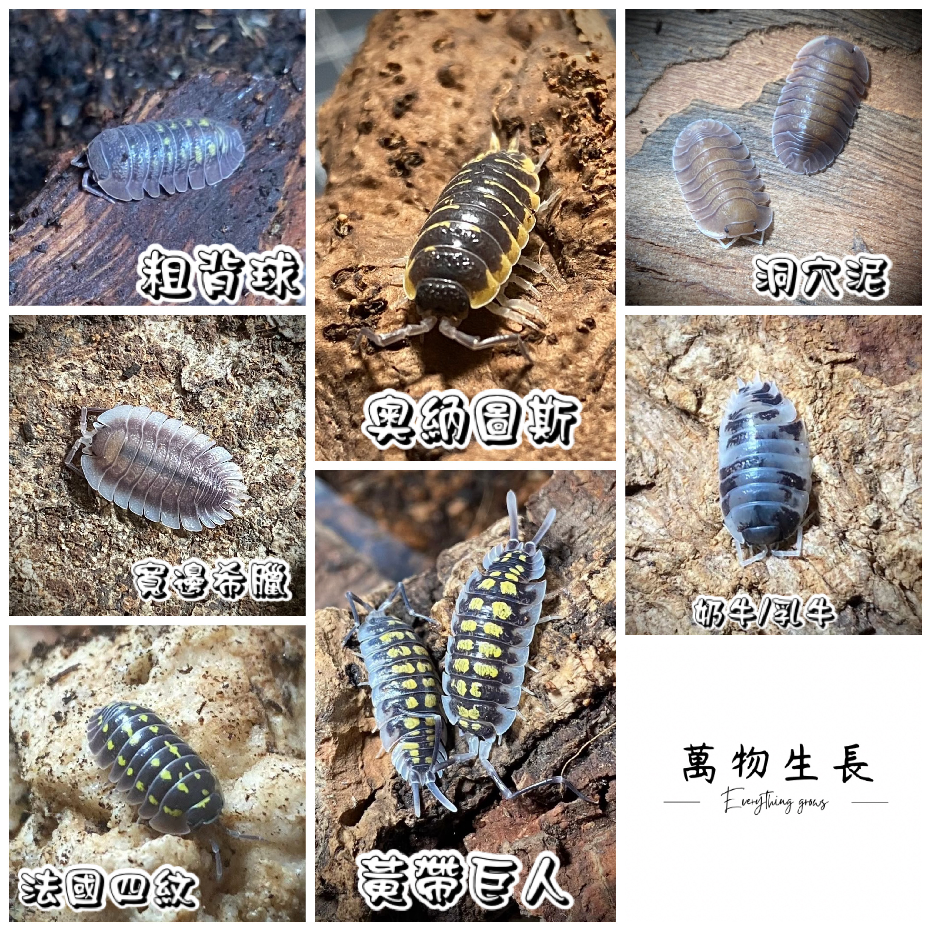 萬物生長 — 粗背球・奧納圖斯・洞穴泥・寬邊希臘・黃帶巨人・奶牛・法國四紋
